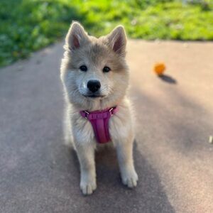 Sportpet Orchid Purple Dog Harness